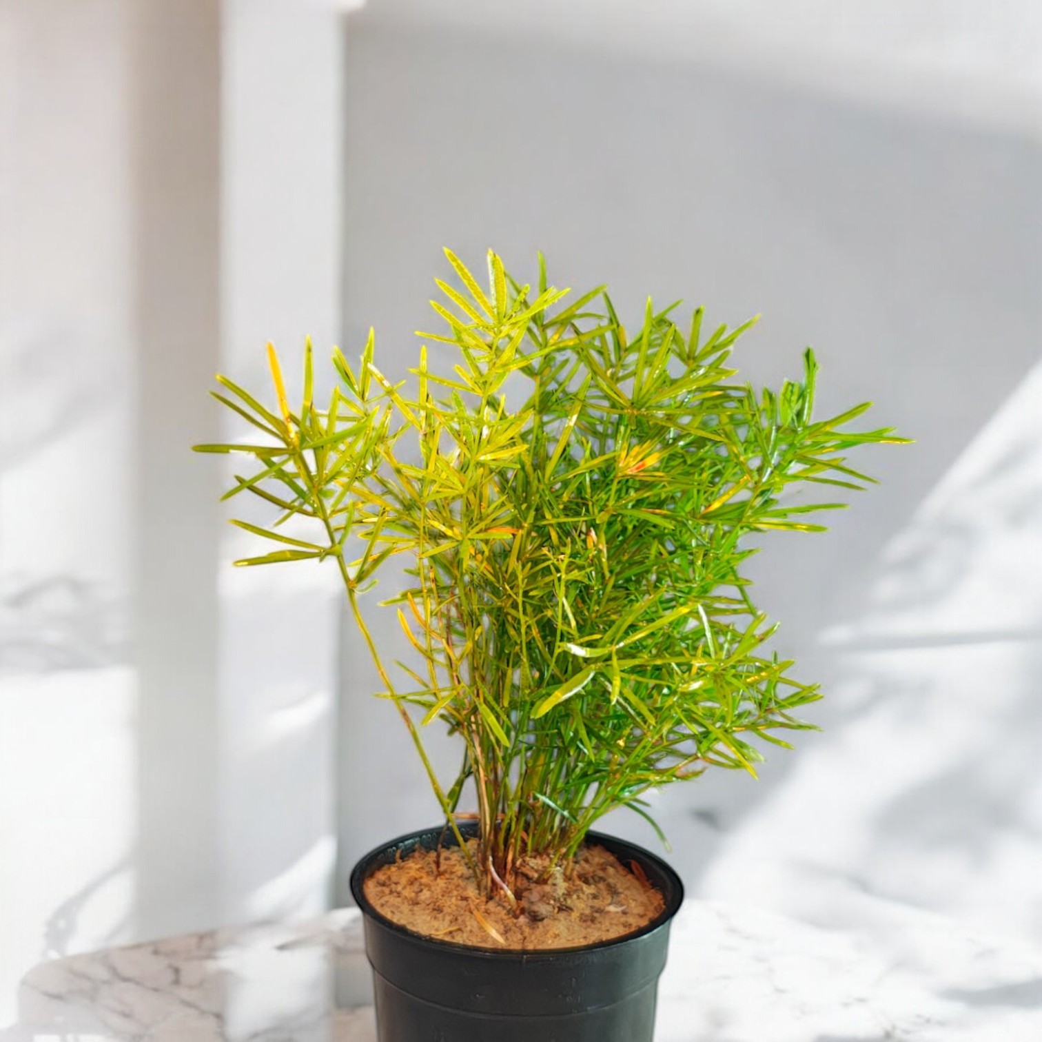 Asparagus Mary Grass (Indoor Plant) Live Plant for Home and Office Desk Decor 